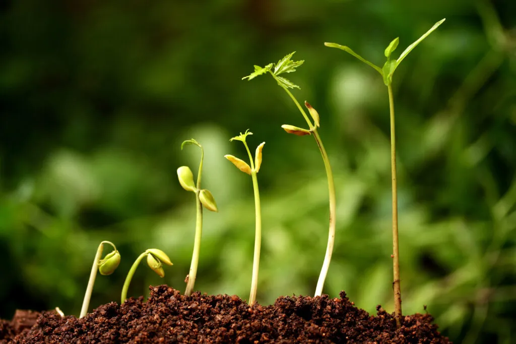 Multiple plants at different points of growth.